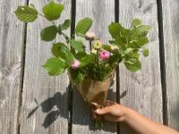 Fleurs - renoncules et feuillage