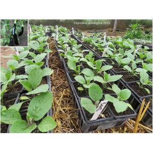 Plant aubergine - longue violette