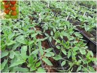 Plant tomate cerise - tigrella bicolore
