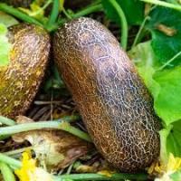 Concombre vert bridé (plant)