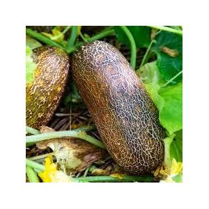 Concombre vert bridé (plant)