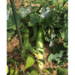 Concombre vert buissonnant(plant)