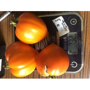 Tomate cornue orange (plant)