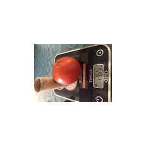 Tomate grosse rouge (plant)