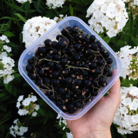 Cassis noirs