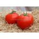 Plant de tomate ancienne - image 2