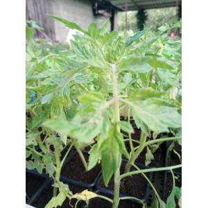 Plant de tomate ancienne