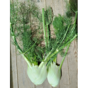 🥬 fenouil bio - 500g