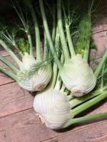 🥬 fenouil bio – 1kg