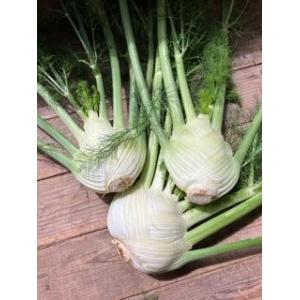 🥬 fenouil bio – 1kg