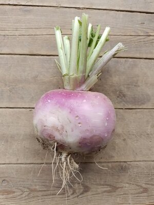 🥬 navets violets bio – 500g