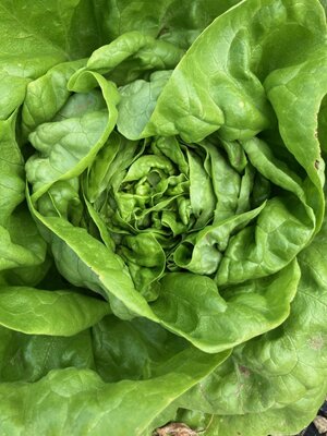 🥗 1 salade batavia bio