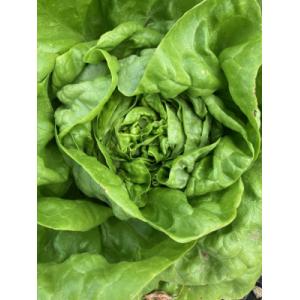 🥗 1 salade batavia bio
