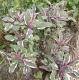 Sauge officinale tricolore 0.5l - image 2