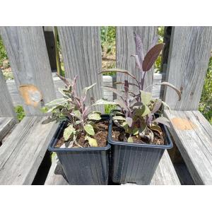 Sauge officinale tricolore 0.5l