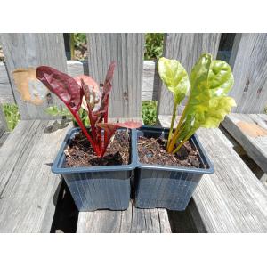 Poirée (multicolore) godet 8 cm