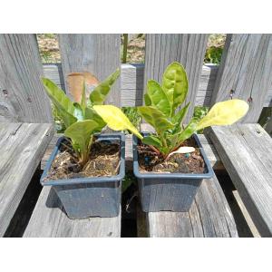 Poirée (perpetual spinach everglade) - 8 cm