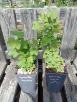 Groseiller à grappe - à fruits blancs 1.5l