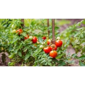 Kit - 10 tomates rouges - bio