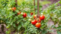 Kit - 10 tomates colorées - bio