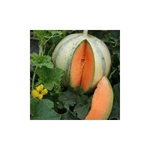 Plant melon - védrantais