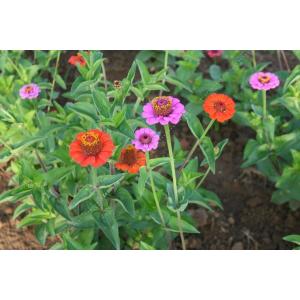 Plant zinnia à petites fleurs