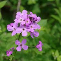 Plant julienne des dames