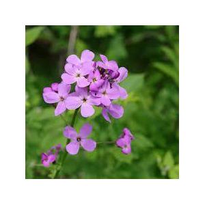 Plant julienne des dames