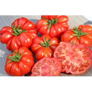 Plant tomate costuluto genevese