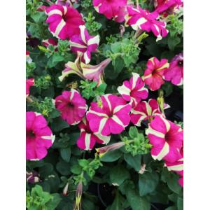 Surfinia jaune rose