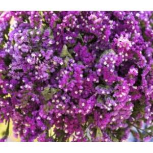 Plant de statice twilight (rose)