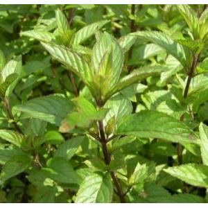 Menthe poivrée
