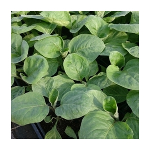 Plant d'aubergine violette strié en godet