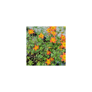 Bidens orange