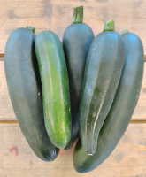 🥒 premières courgettes !