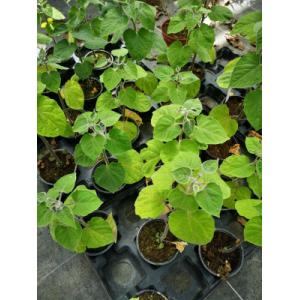 Plant de physalis en pot de 10,5 cm