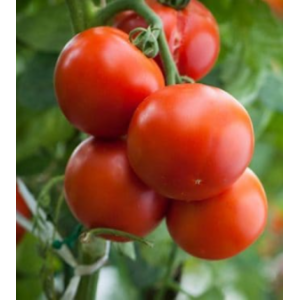 🍅 tomates rondes
