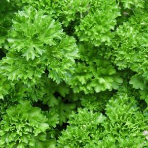 Persil frisé bouquet