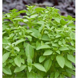 Basilic citron bouquet