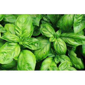 Bouquet de basilic