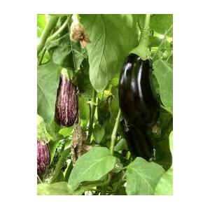 🍆 aubergine – savoureuse et fondante