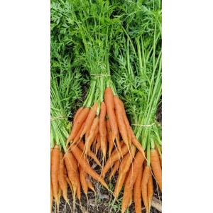 Botte carottes