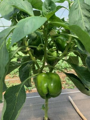 🌶 poivrons