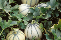 Melon charentais