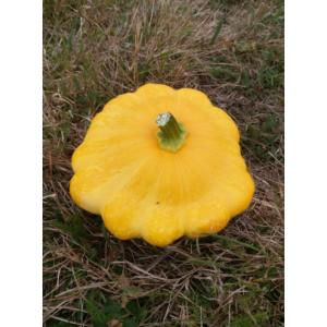 Pâtisson jaune