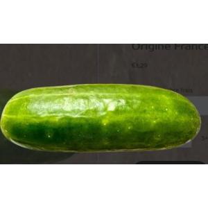 Petit concombre croquant