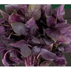 Basilic vert ou pourpre