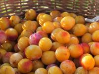 Mirabelle de lorraine bio igp (5kg)