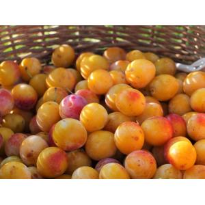 Mirabelle de lorraine bio igp (5kg)
