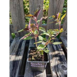 Basilic perpétuel du kilimandjaro 0.5l